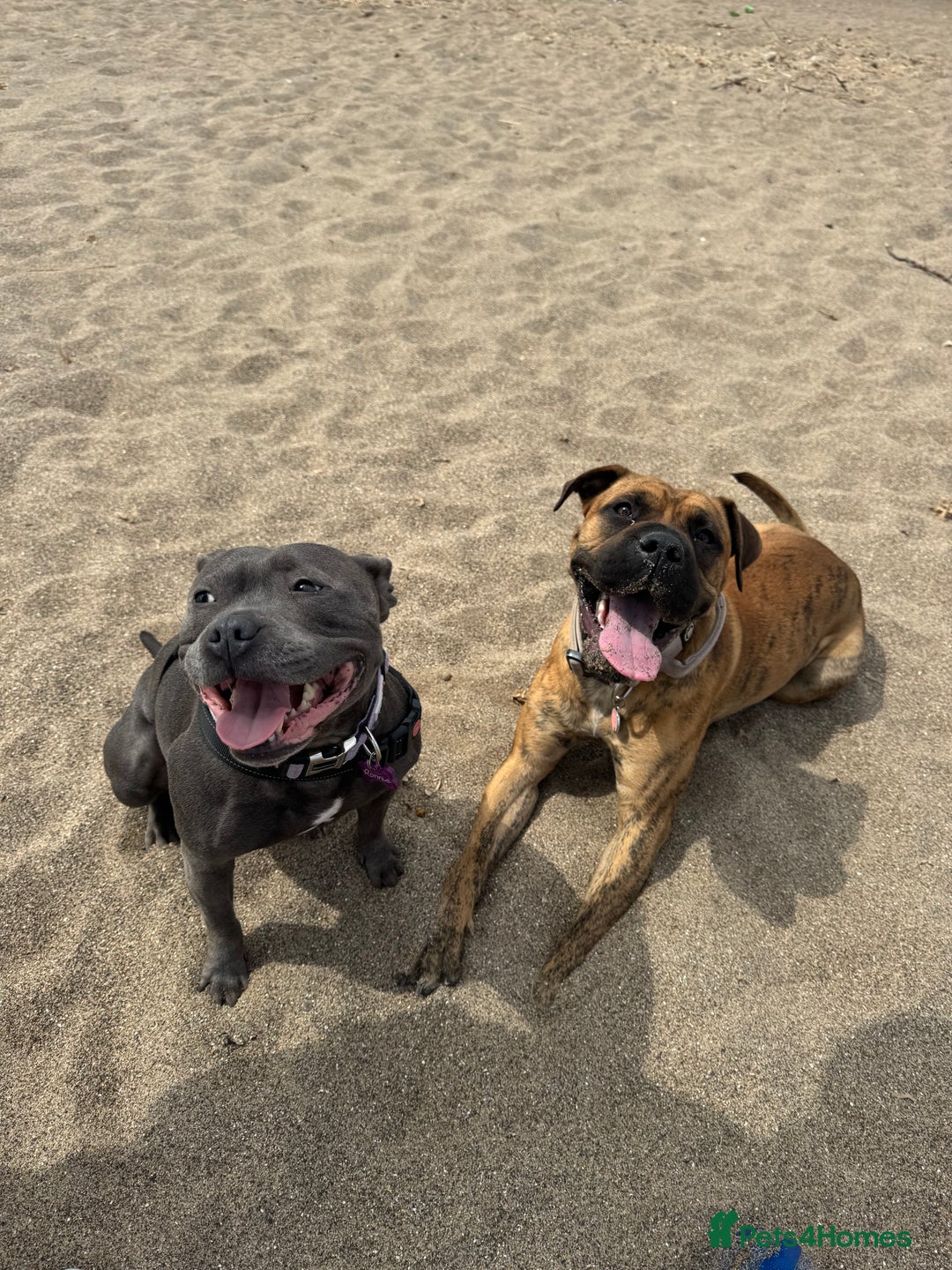 Presa Canario dogs for sale: Ecco  - Advert 13