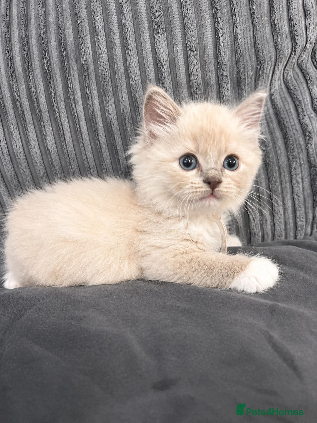 Ragdoll cats for sale: 🩷READY TO LEAVE NOW💙 - Advert 1