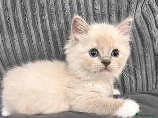 Ragdoll cats Beautiful Blue point and mink ragdolls - Advert 14