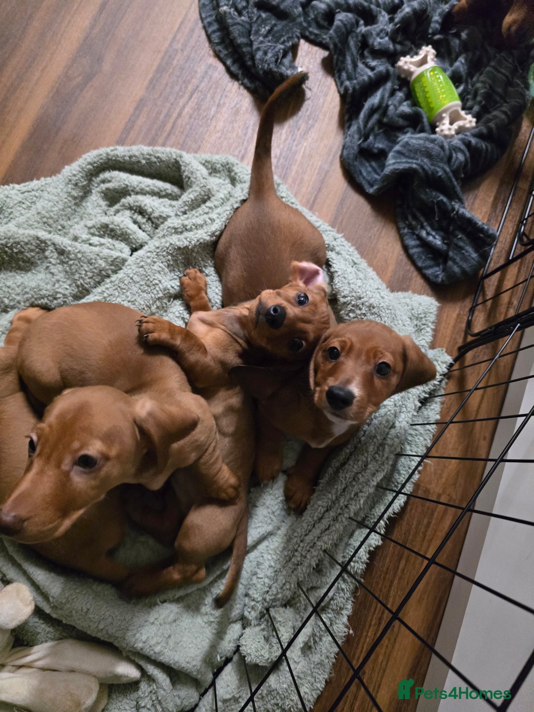 Dachshund dogs for sale: Full Minature dachsund puppies  - Advert 5