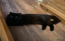Ragdoll cats for sale: 3 x Female Kittens Ready Now  - Image 10
