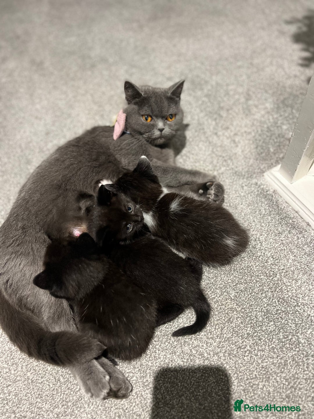 British Shorthair cats for sale: Beautiful British Shorthair Kittens  - Advert 1