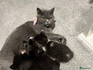 British Shorthair cats Beautiful British Shorthair Kittens - Advert 2