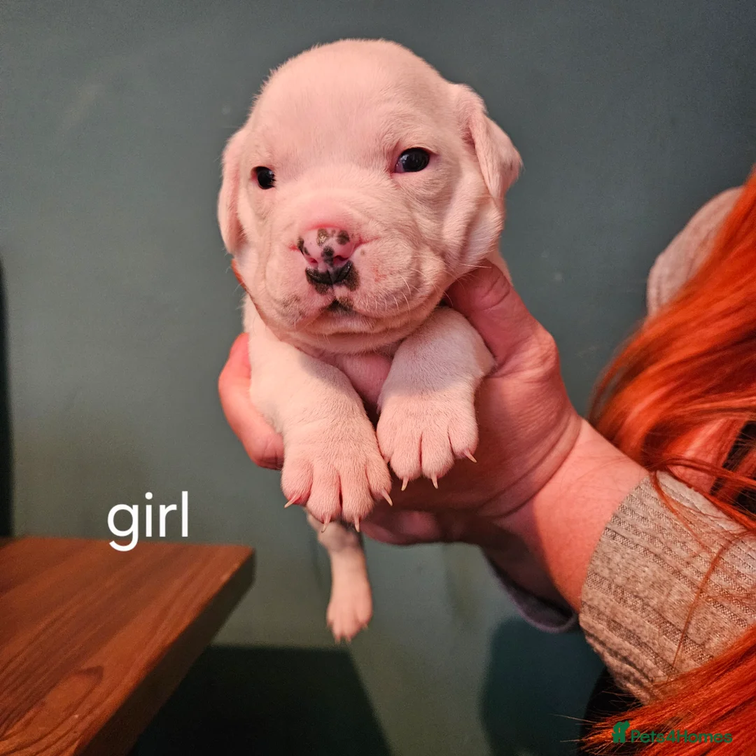 Mixed Breed dogs for sale: Staffie spaniel X old English bulldog  - Advert 4