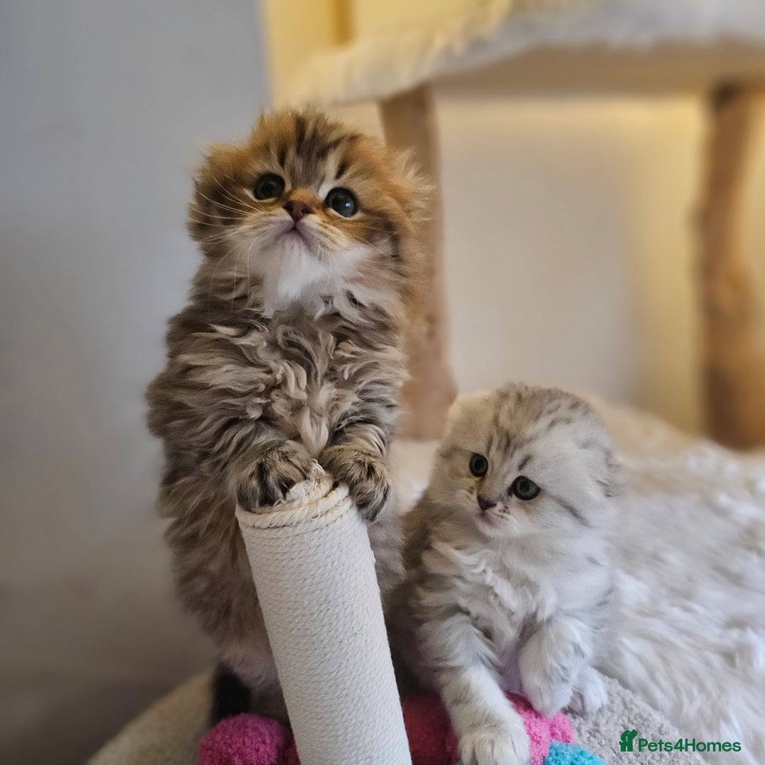 Scottish Fold cats for sale: Reduced💥Scottishfold tica kittens london  - Advert 20