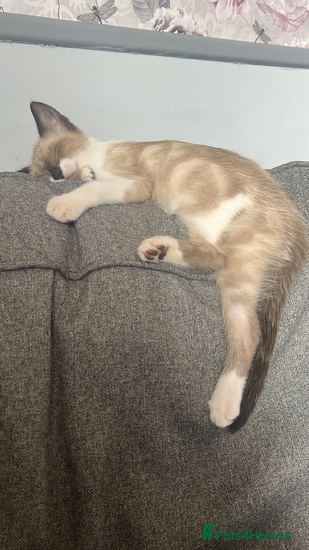 Mixed Breed cats for sale: Half Siamese kitten  - Advert 2