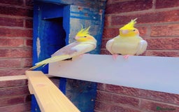 Parakeets birds for sale: Male cockatiel - Image 4