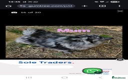 Pomeranian dogs for stud: Very rare merle pomeranian for stud duties - Image 3