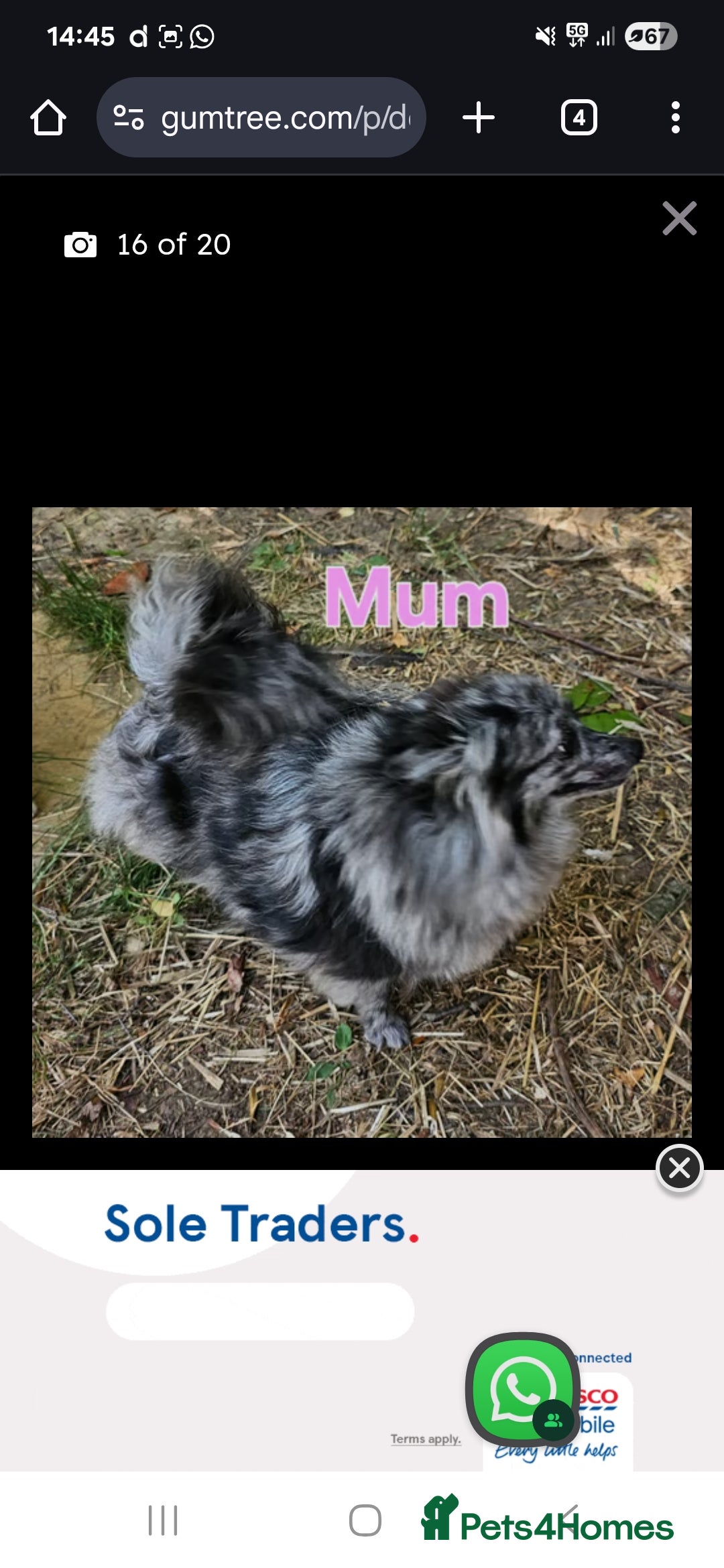 Pomeranian dogs for stud: Very rare merle pomeranian for stud duties - Image 3