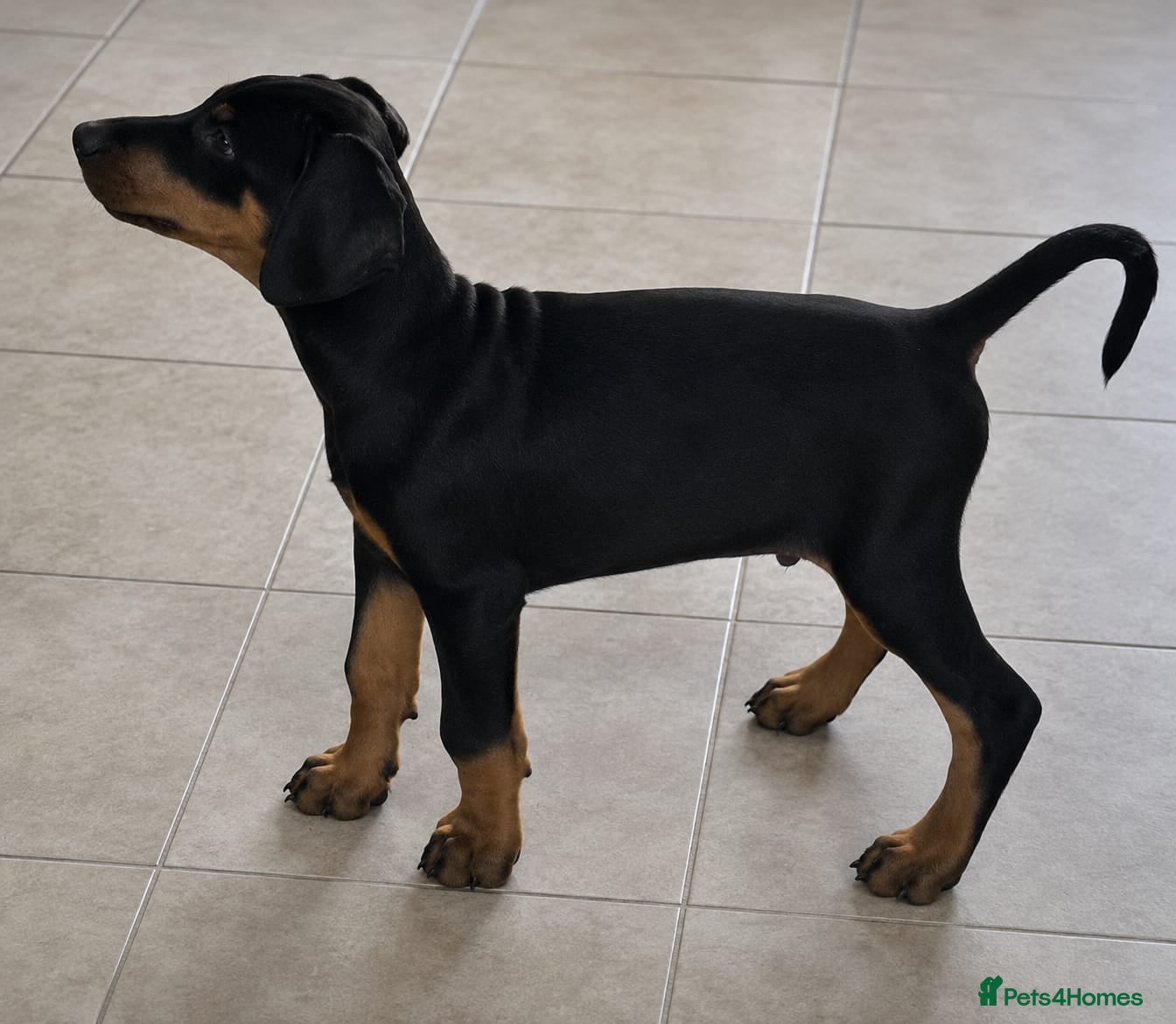 Dobermann dogs ⭐️⭐️⭐️⭐️⭐️ KC Reg Euro Dobermann male available.  - Advert 1