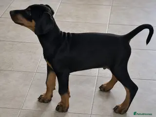 Dobermann dogs ⭐️⭐️⭐️⭐️⭐️ KC Reg Euro Dobermann male available. - Advert 1