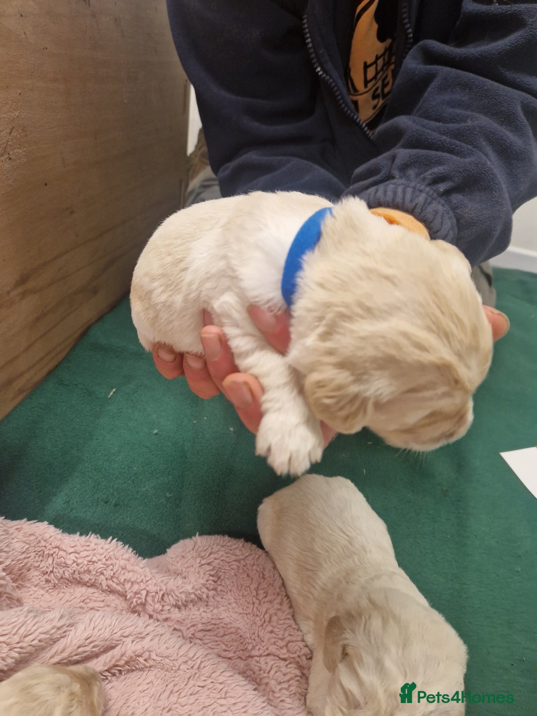 Goldendoodle dogs for sale: Quality goldendoodle puppies*4available,6reserved  - Image 15