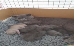 British Shorthair cats for sale: Pedigree British Shorthair - Image 2