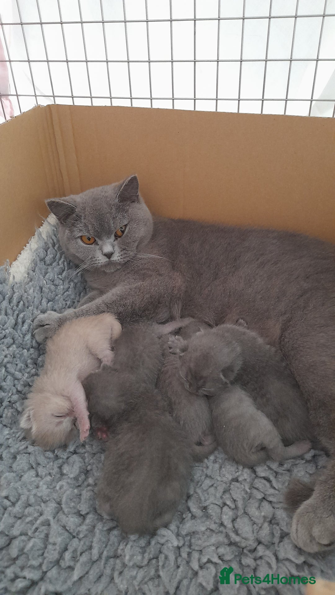 British Shorthair cats for sale: Pedigree British Shorthair - Image 2