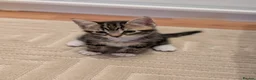 Mixed Breed cats for sale: Adorable kittens available  - Advert 16