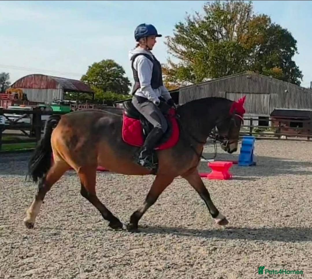 Welsh Section D horses for sale: Welsh D - Advert 8