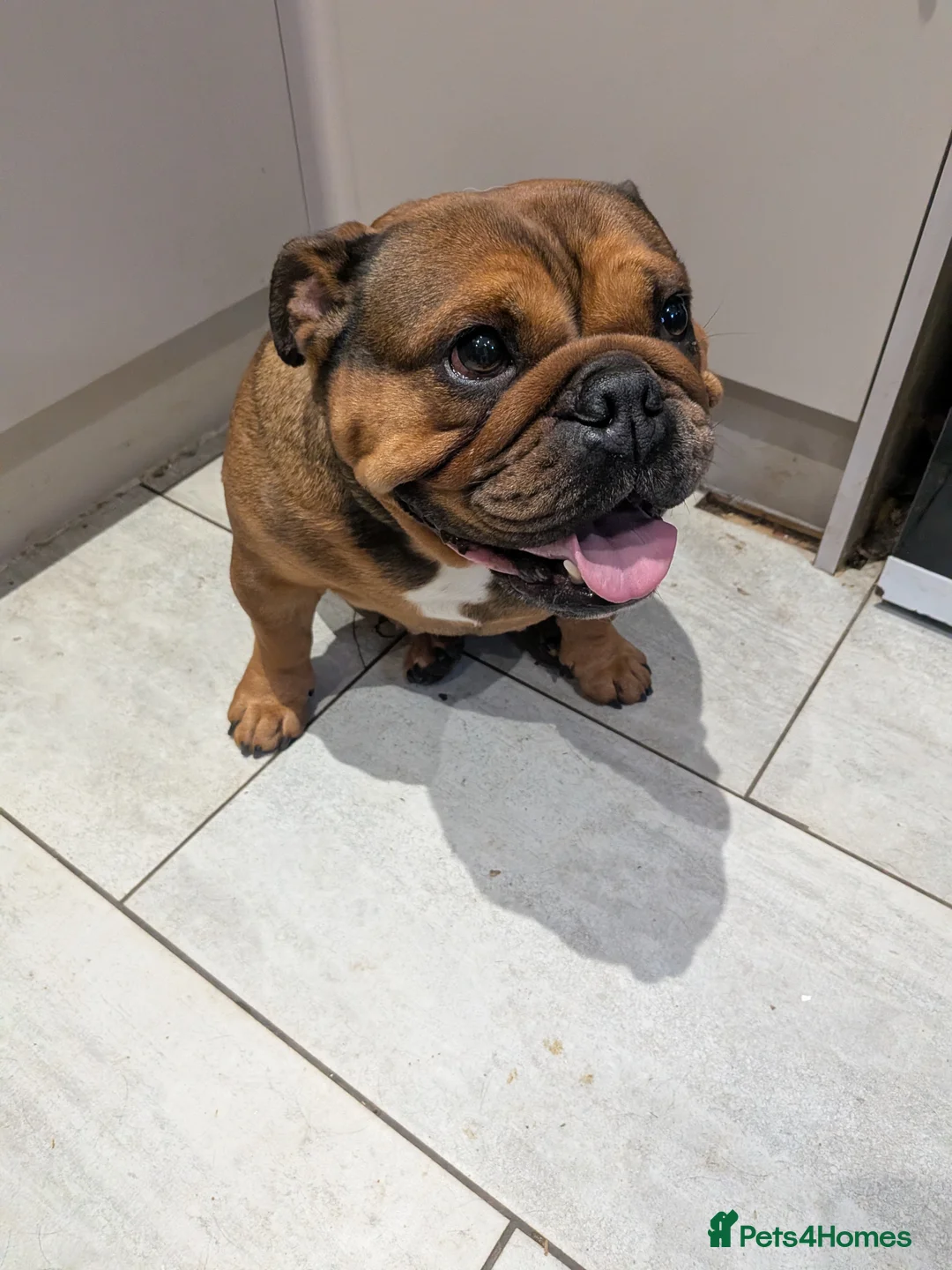 English Bulldog dogs for sale: Female miniture English bulldog - Advert 1