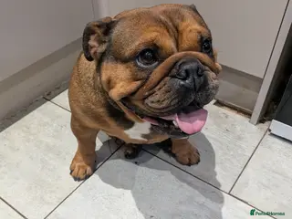 English Bulldog dogs Female miniture English bulldog - Advert 1