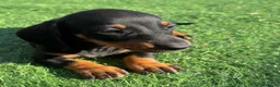 Dachshund dogs for sale: Miniature dachshund pups  - Advert 5