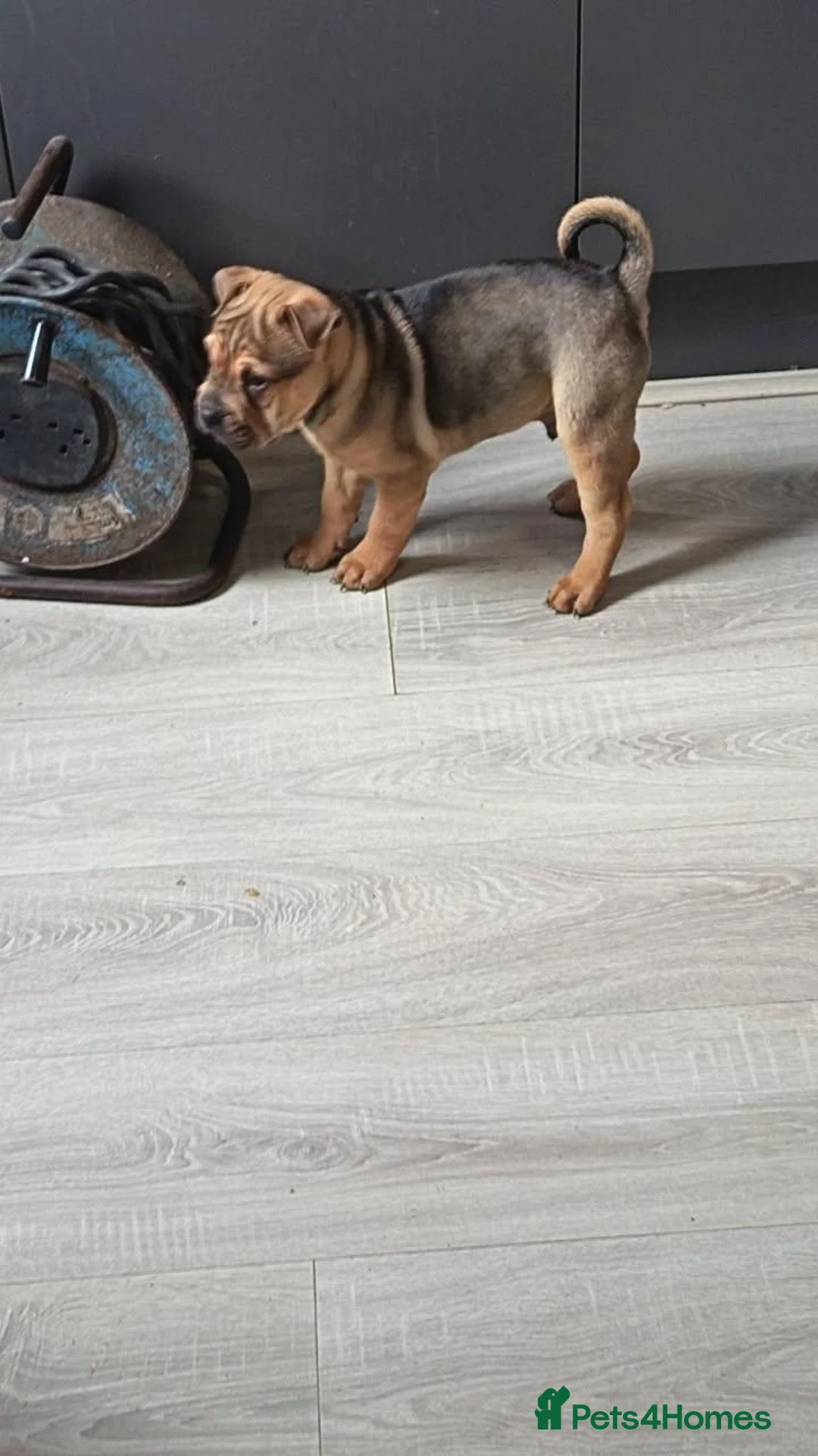 Mixed Breed dogs for sale: Bullpei male dog ready to leave  - Advert 2