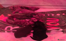 Miniature Dachshund dogs for sale: 3 left mini dachshund BOYS KC READY NOW   - Image 4
