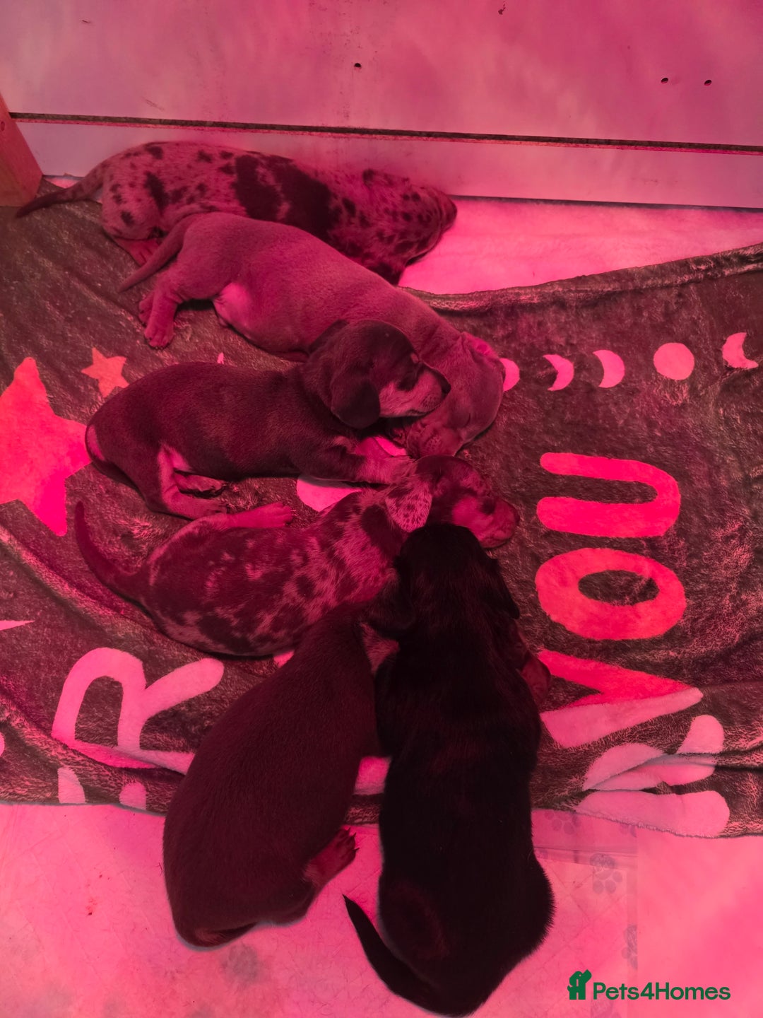 Miniature Dachshund dogs for sale: 3 left mini dachshund BOYS KC READY NOW   - Image 4