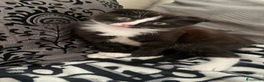 Scottish Fold 2