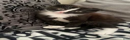 Scottish Fold cats for sale: 2 kittens for sale  in Wokingham - Advert 2