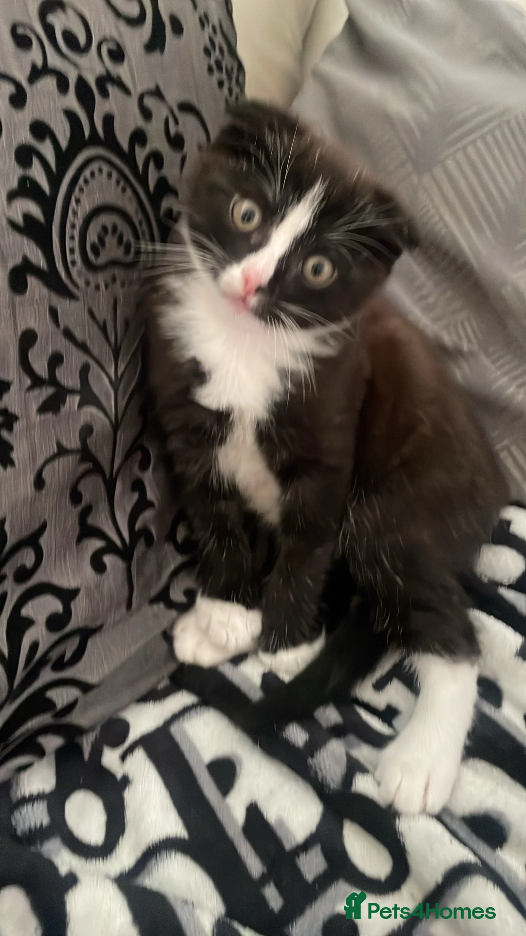 Scottish Fold cats for sale: 2 kittens for sale  in Wokingham - Advert 2