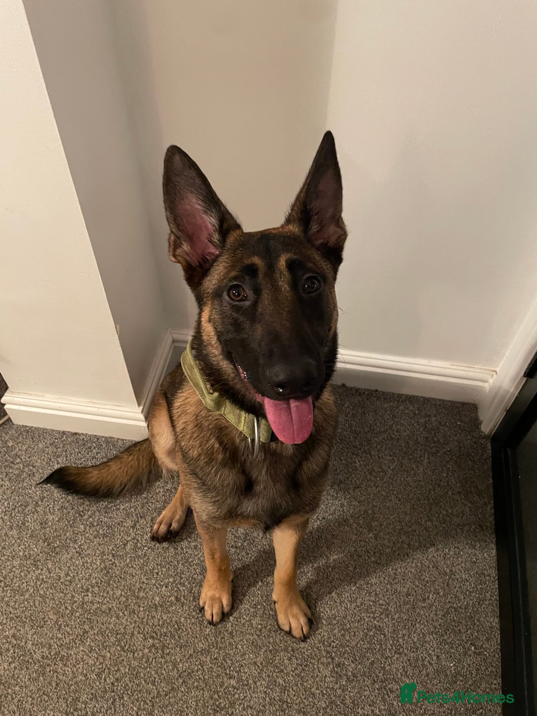 Belgian Shepherd Dog dogs for sale: Belgian Shepherd Malinois Pup Female  - Advert 4