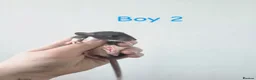 Rat rodents for sale: MIXED RATS  - Advert 5