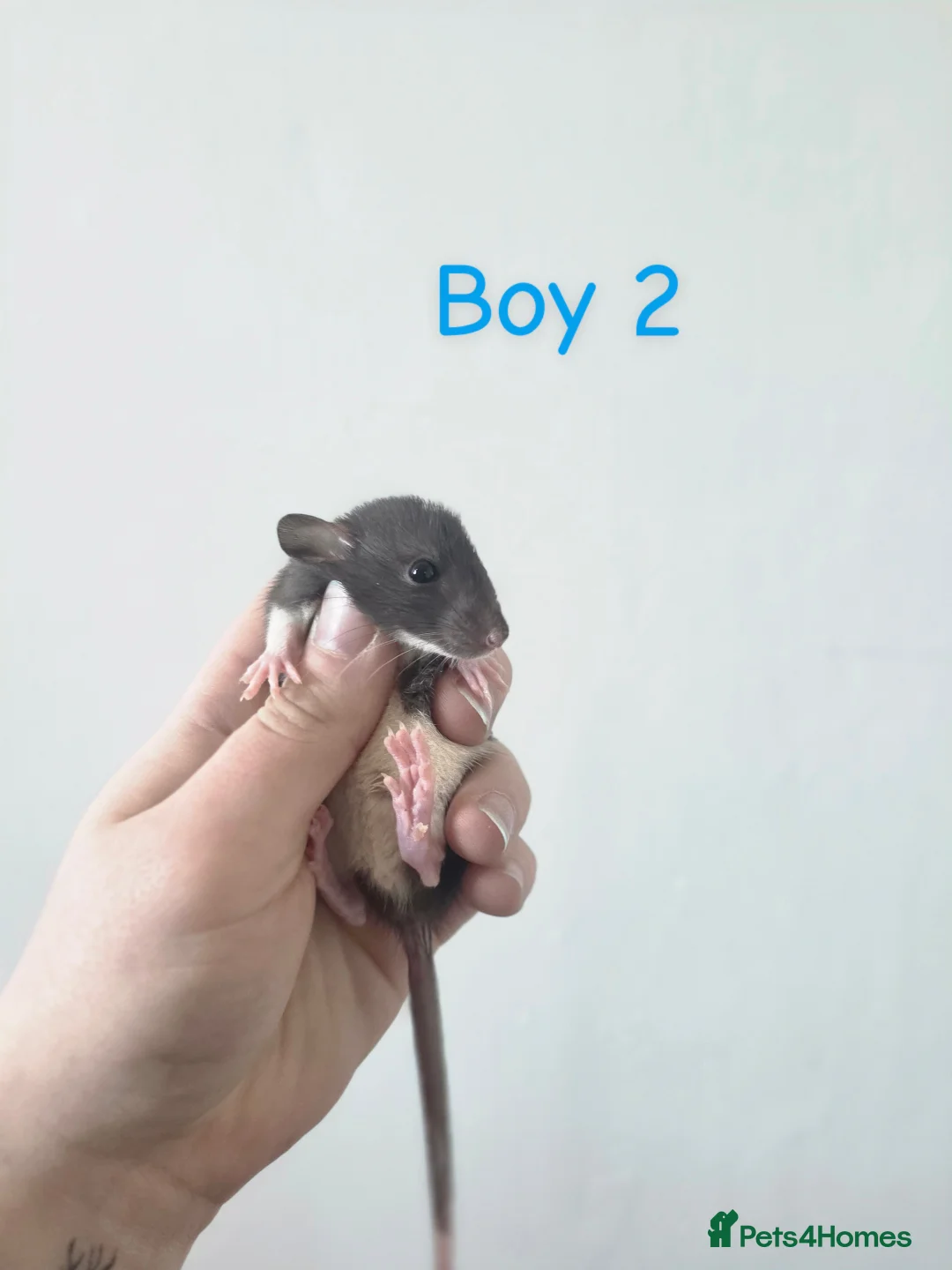 Rat rodents for sale: MIXED RATS  - Advert 5