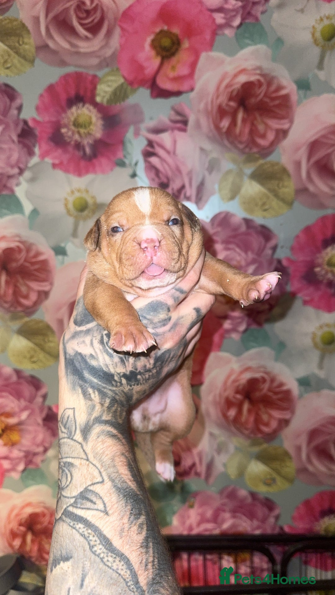 American Bully dogs for sale: American Bully Pups - Image 15