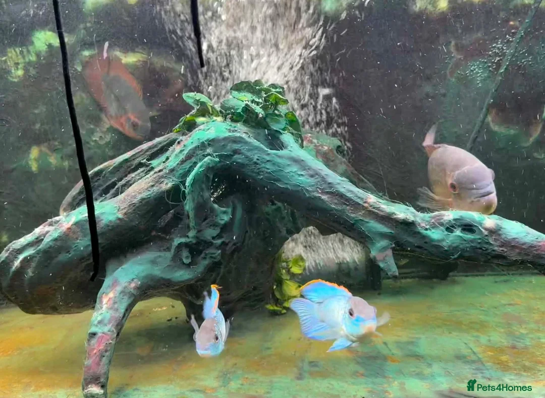 Cichlids fish for sale: South American Cichlids in Camberley - Advert 2