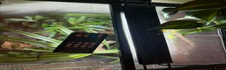 Frog reptiles for sale: Adult Female Blue Poison Dart Frog  in Watford - Advert 7