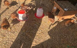 Chickens poultry for sale: 10 Female chickens with extras  - Image 5