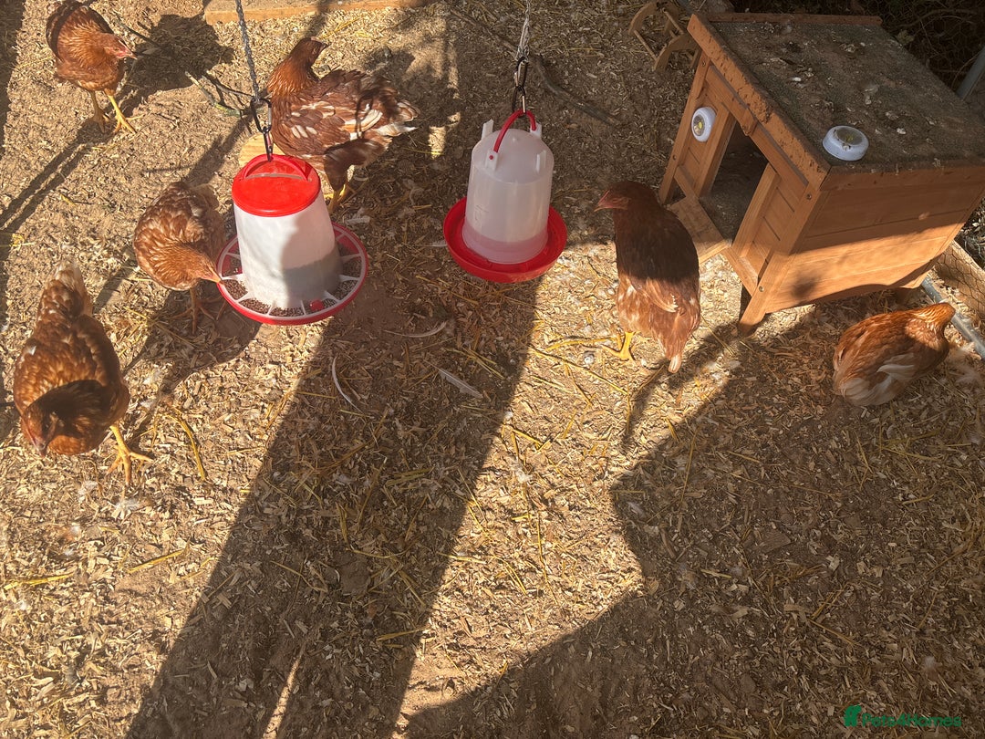 Chickens poultry for sale: 10 Female chickens with extras  - Image 5