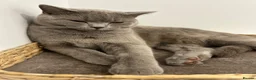 British Shorthair cats for sale: British Shorthair Cat 15 months old  - Advert 2