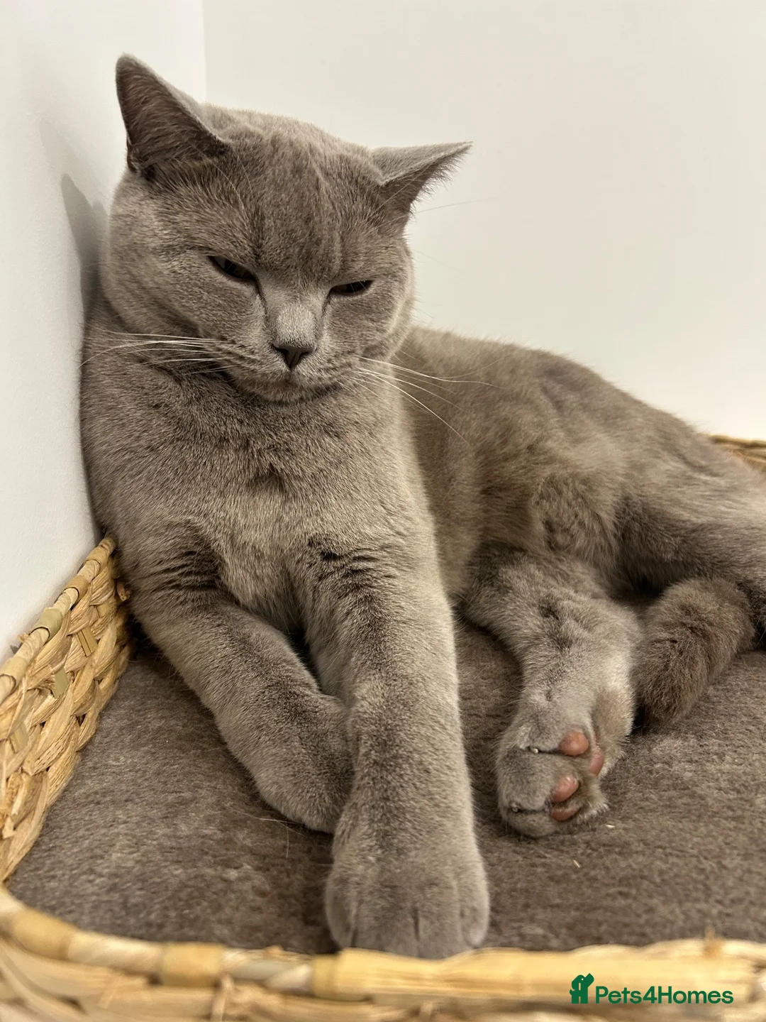 British Shorthair cats for sale: British Shorthair Cat 15 months old  - Advert 2