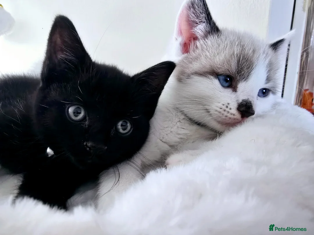 Mixed Breed cats for sale: 2 boy kittens - Advert 3