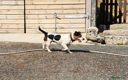 Jack Russell dogs for sale: Traditional Jack Russell Puppies - Image 9