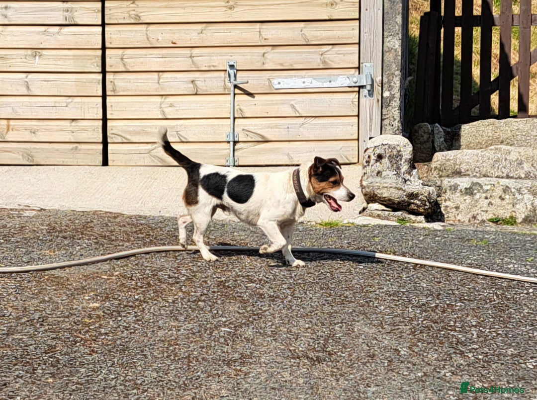 Jack Russell dogs for sale: Traditional Jack Russell Puppies - Image 9