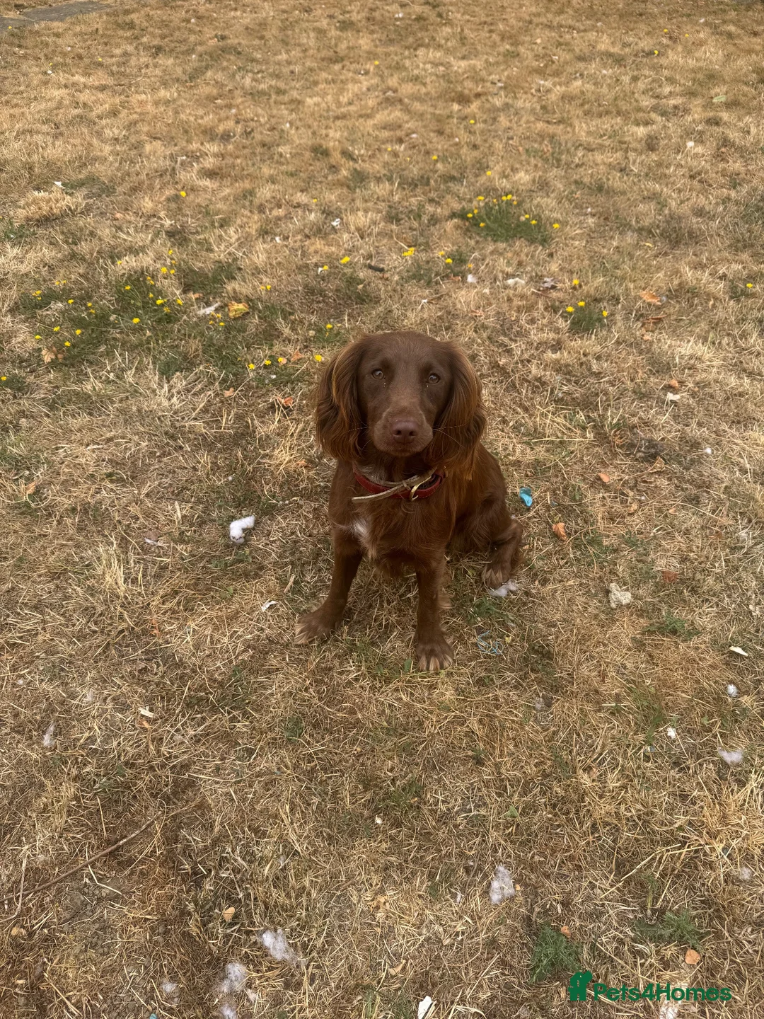 Mixed Breed dogs for sale: 2 year old springer spaniel cross - Advert 2