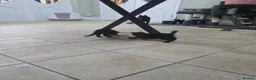 Mixed Breed cats for sale: Four Gorgeous Fluffy Black Kittens 🐈‍⬛🖤 - Advert 20