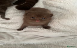 British Shorthair cats for sale: Chocolate brown British shorthair kittens  - Image 5
