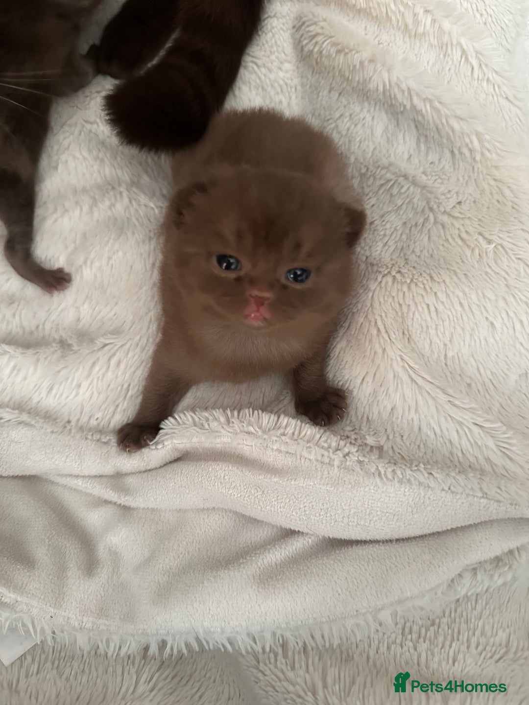 British Shorthair cats for sale: Chocolate brown British shorthair kittens  - Image 5