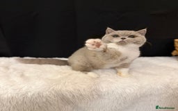 British Shorthair cats for sale: FULL PEDIGREE, REGISTERED BSH - Image 16