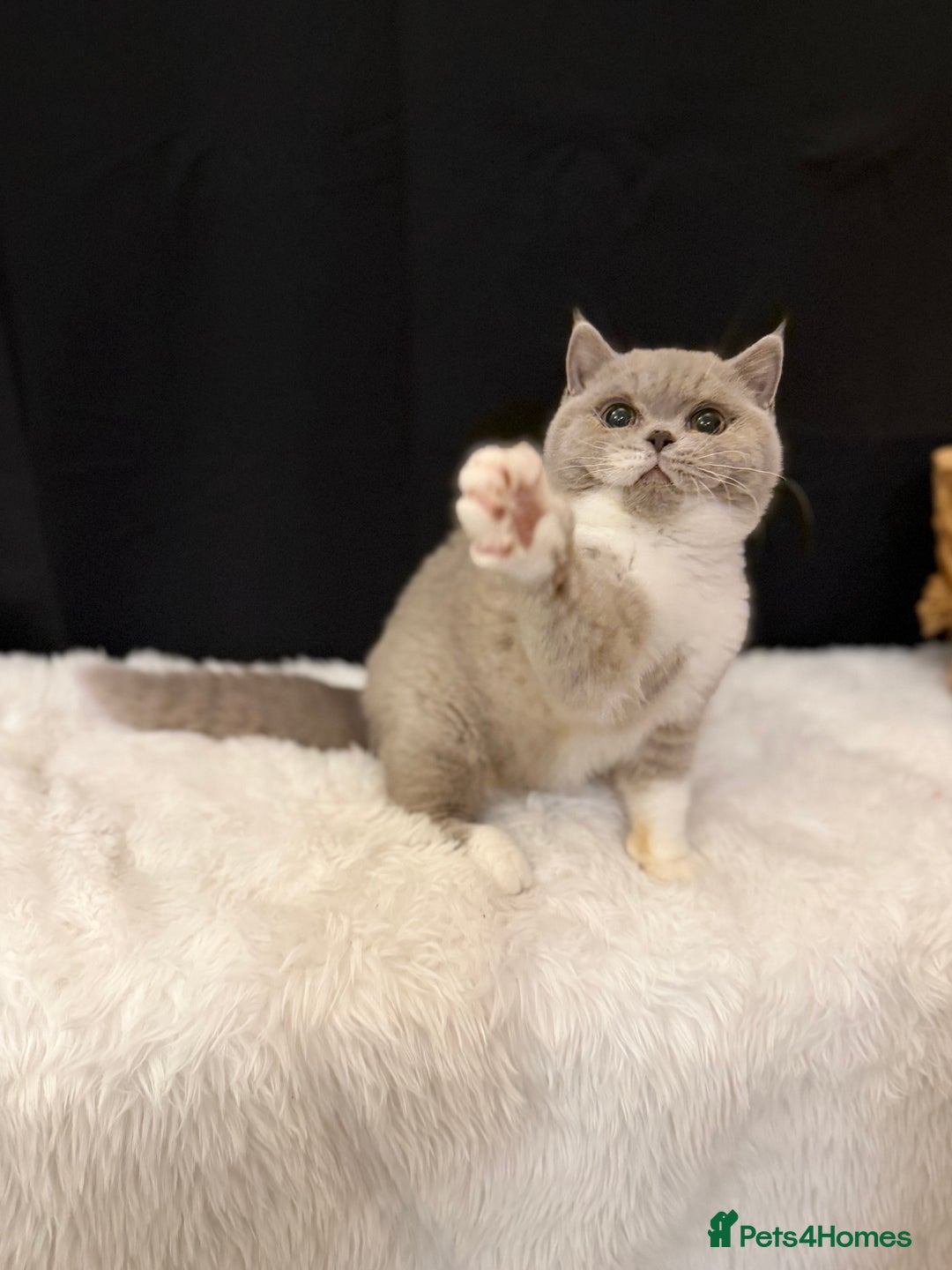 British Shorthair cats for sale: FULL PEDIGREE, REGISTERED BSH - Image 16