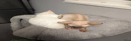 Devon Rex cats for sale: 2 male boys: mix devon-cornish rex - Advert 4