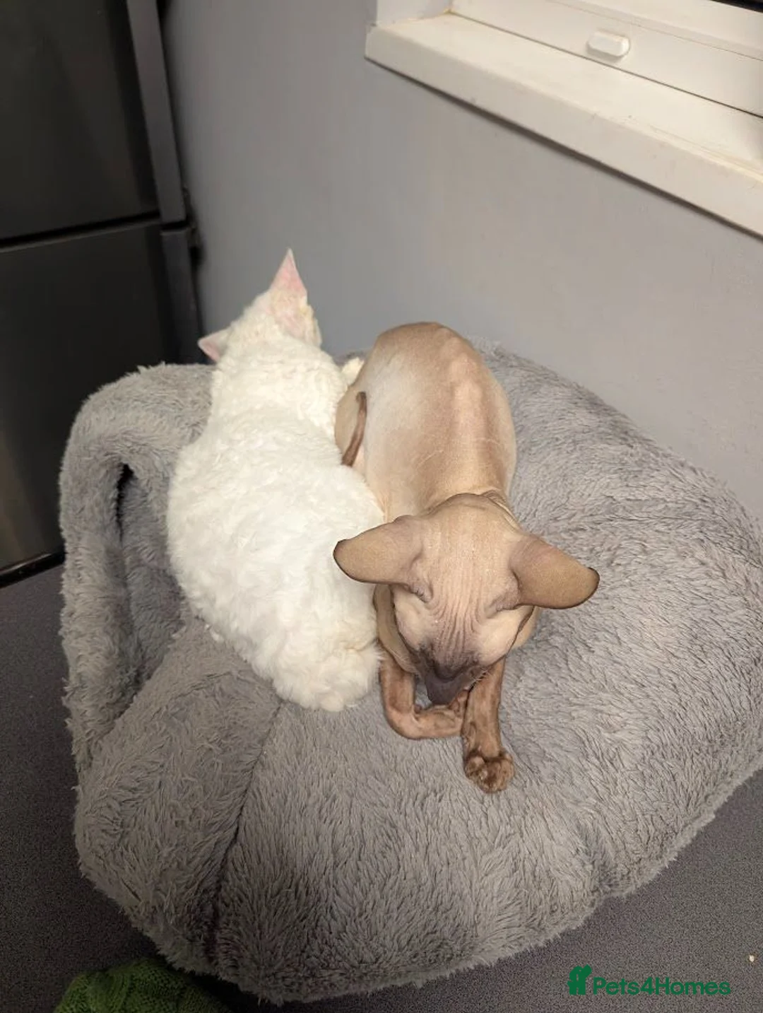 Devon Rex cats for sale: 2 male boys: mix devon-cornish rex - Advert 4